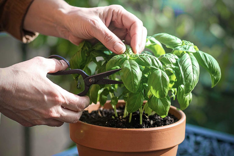Basilikum schneiden