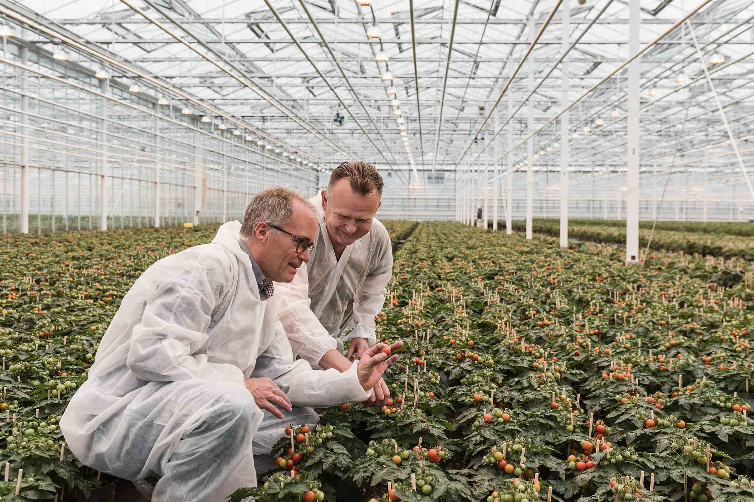 Deux hommes en combinaison de protection inspectent des plants de tomates dans une serre.
