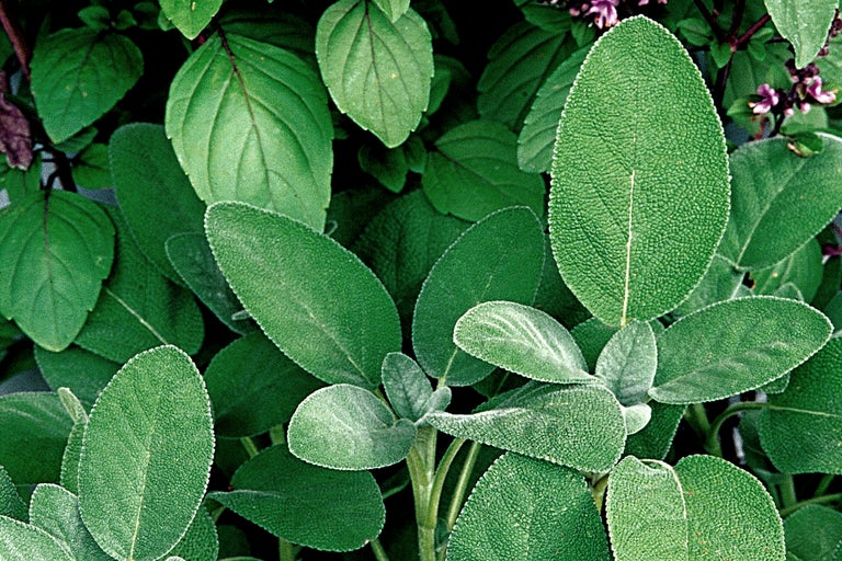 Gros plan de feuilles de sauge
