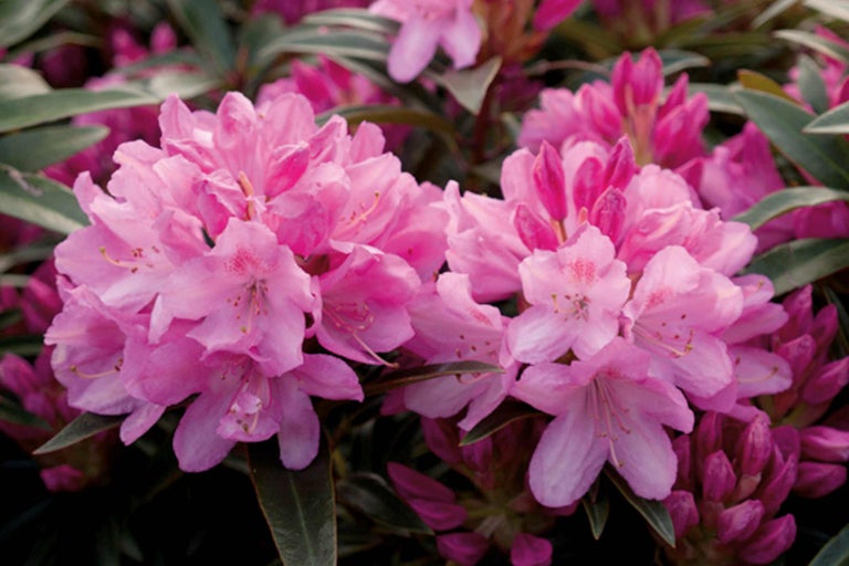 Gros plan de fleurs de rhododendron