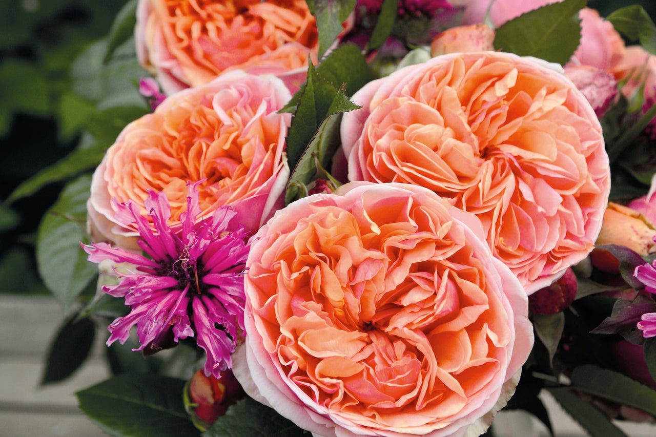 Gros plan sur un bouquet de roses