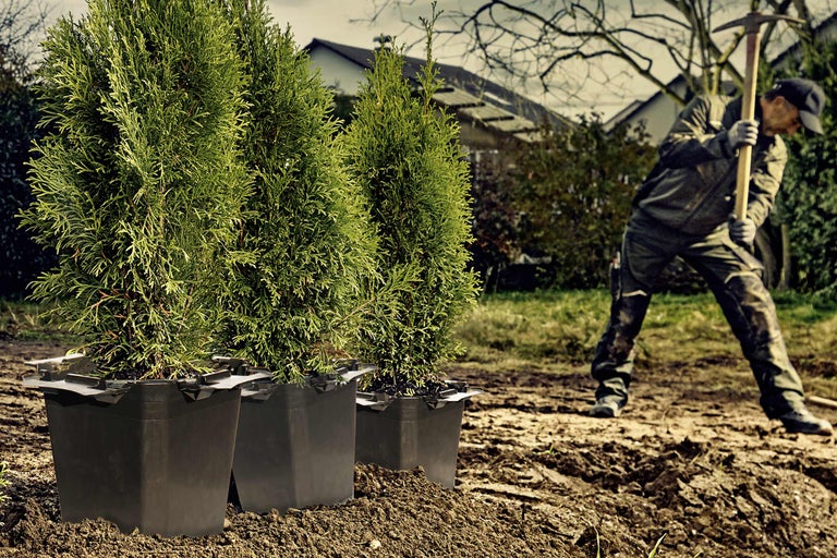 Scène avec trois thuyas en pot et une personne creusant dans le jardin
