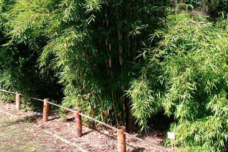 Haie de bambous dans le jardin avec clôture en bois