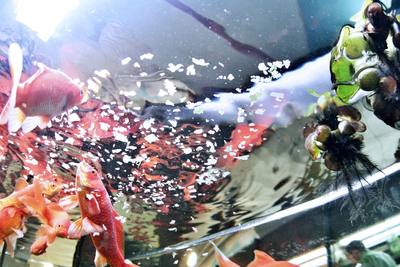 Nahaufnahme von Goldfischen im Aquarium mit Pflanzen und Futterflocken