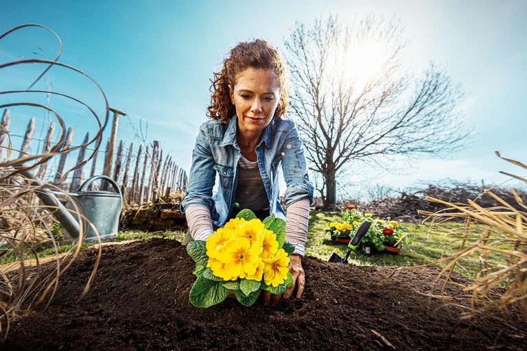 Frau pflanzt gelbe Primeln im Garten.