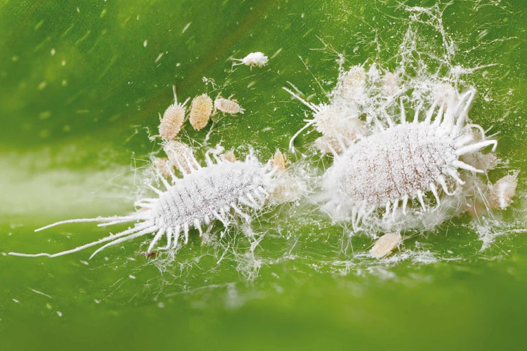 Gros plan de parasites sur une feuille