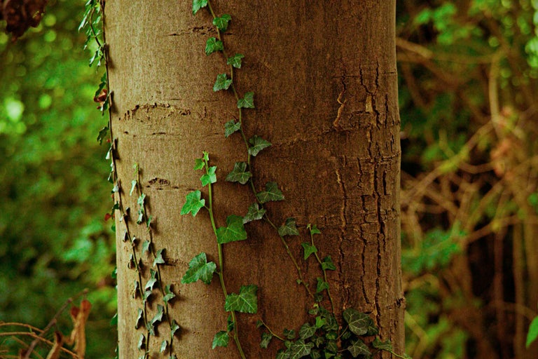 Baumstamm mit Efeu