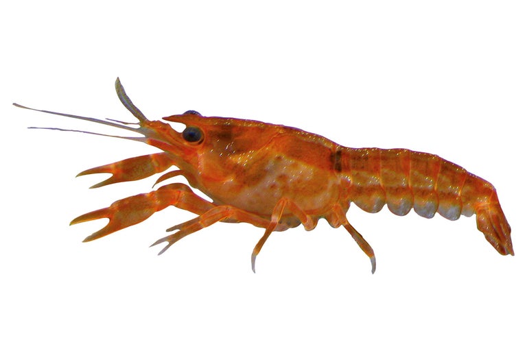 Künstlicher Krebsköder zum Angeln