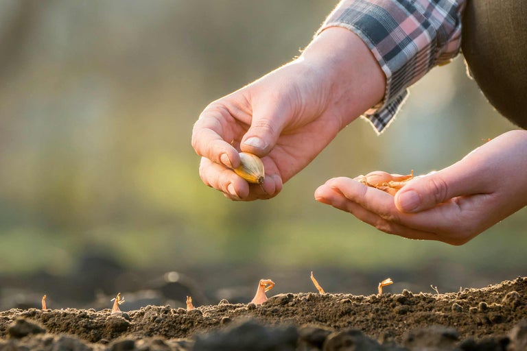 Des mains sèment des oignons dans la terre pour la culture des légumes