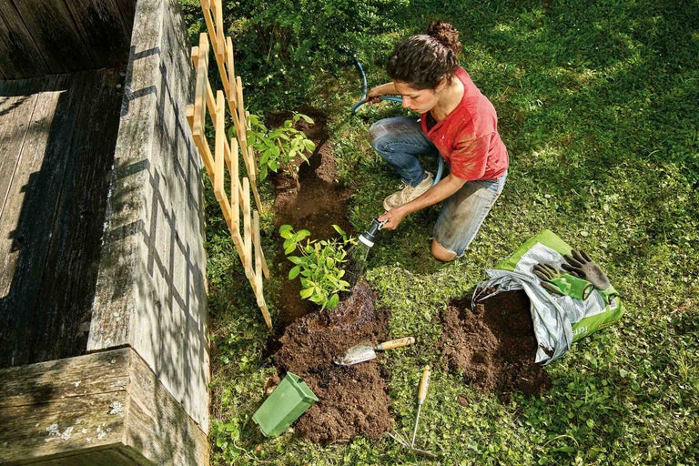 Planter des framboisiers