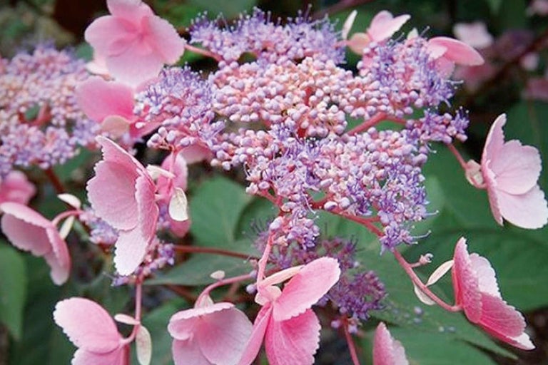 Hortensia paniculé avec fleurs roses et violettes