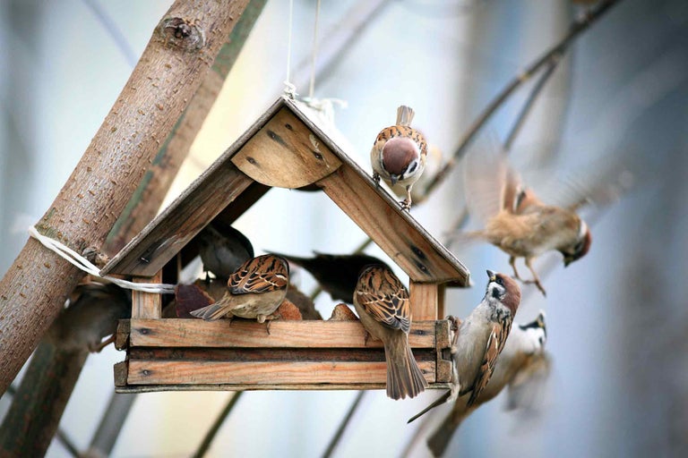 Sperlinge an einem Holz-Vogelhaus im Garten.
