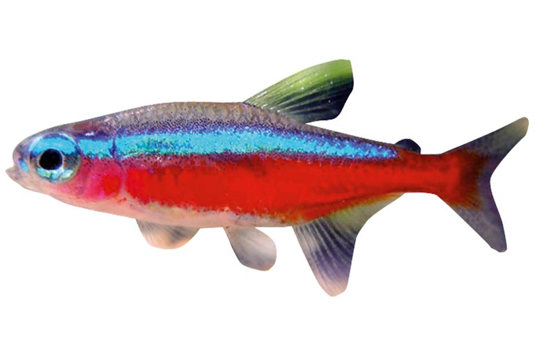 Neonfisch zur Aquariendekoration