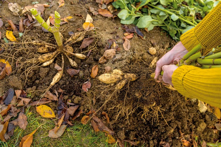 Nahaufnahme von Dahlienknollen, die aus dem Boden ausgegraben werden, mit Resten von Stielen, Wurzeln und Erde.