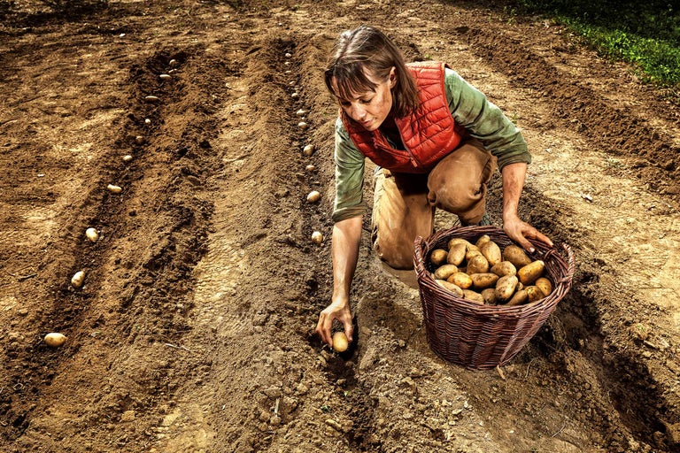Femme plante des pommes de terre dans un champ avec un panier rempli de pommes de terre