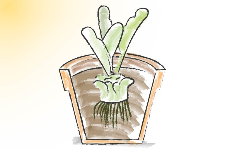 Plante dessinée dans un pot de fleurs