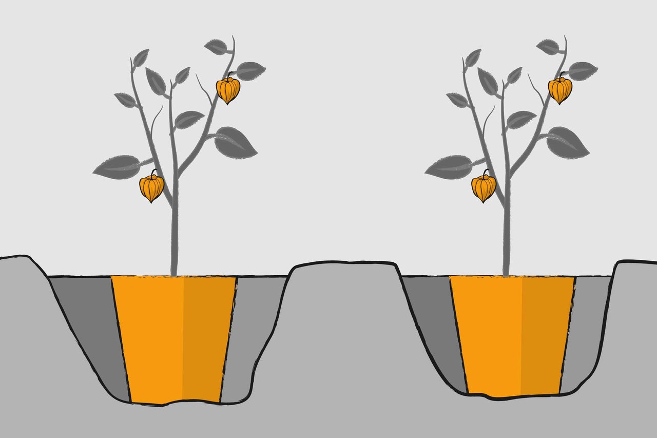 Illustration de deux amours en cage placés dans des trous de plantation