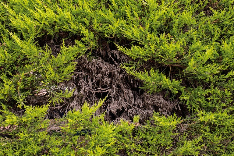 Gros plan d'une haie de thuya avec des branches vertes et brunes
