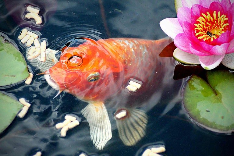Poisson rouge dans un étang avec nénuphar et nourriture pour poissons