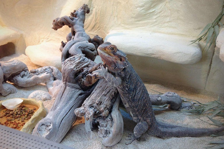 Bartagame in einem Terrarium mit Holzdekor