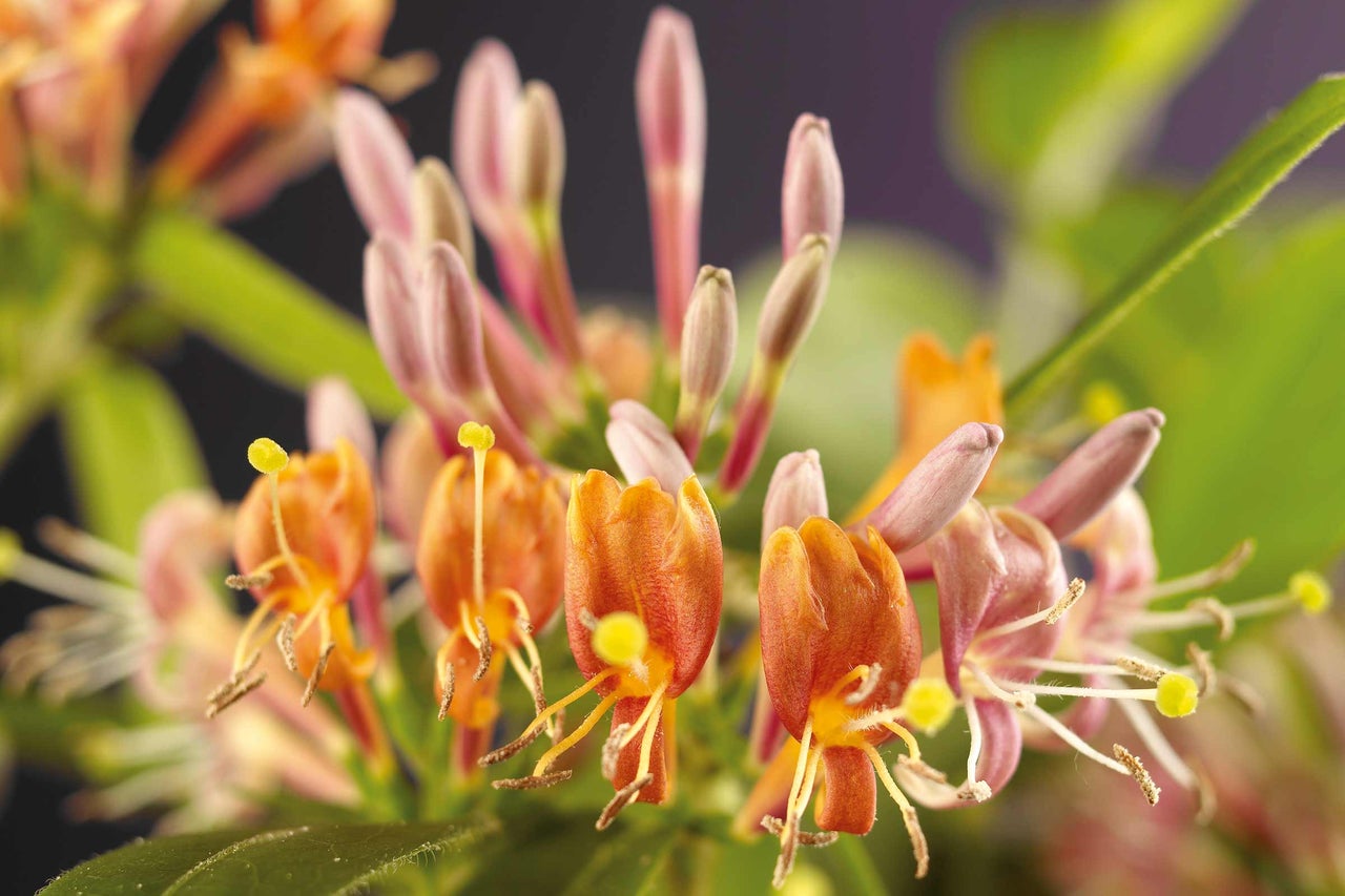 Gros plan sur des fleurs de chèvrefeuille avec des feuilles