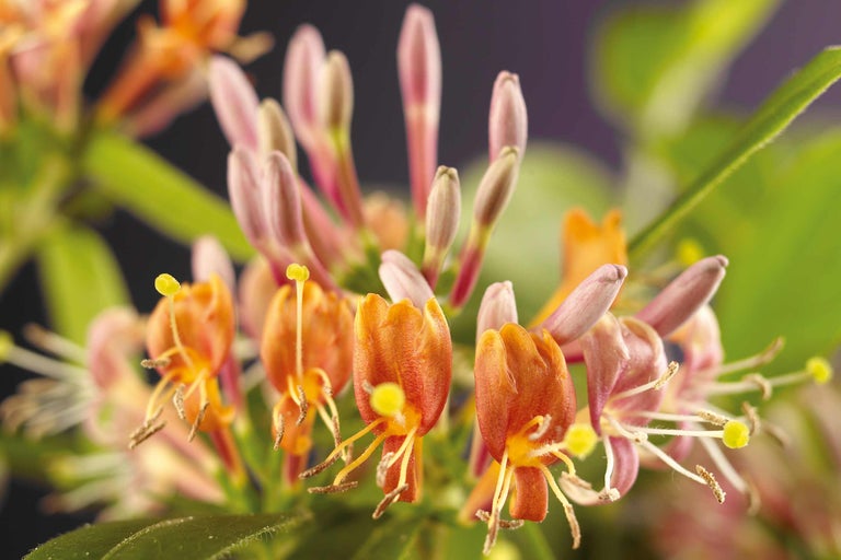 Nahaufnahme von Geissblattblüten mit Blättern