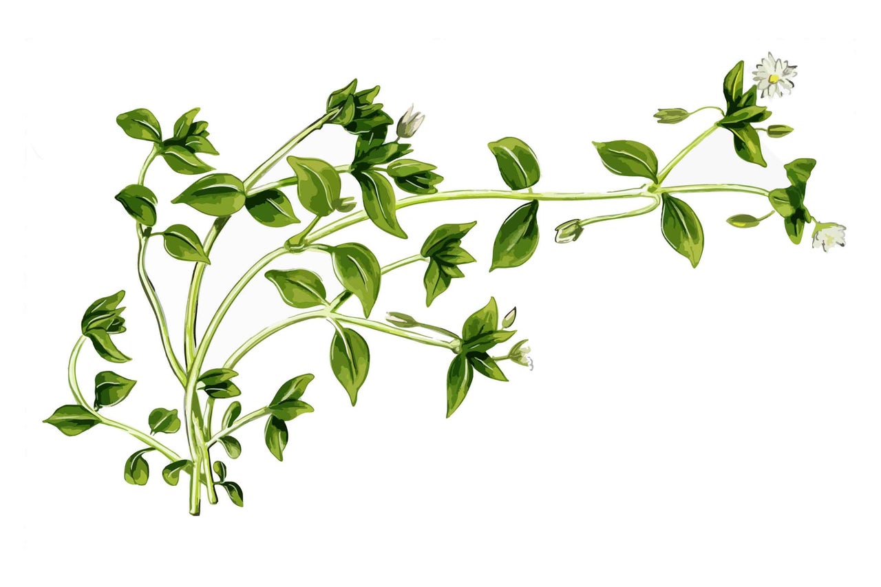 Illustration von Vogelmiere mit Blättern und kleinen Blüten