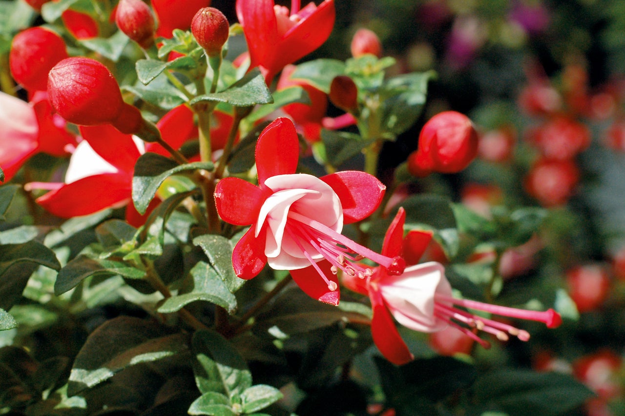 Gros plan sur des fleurs de fuchsia dans le jardin
