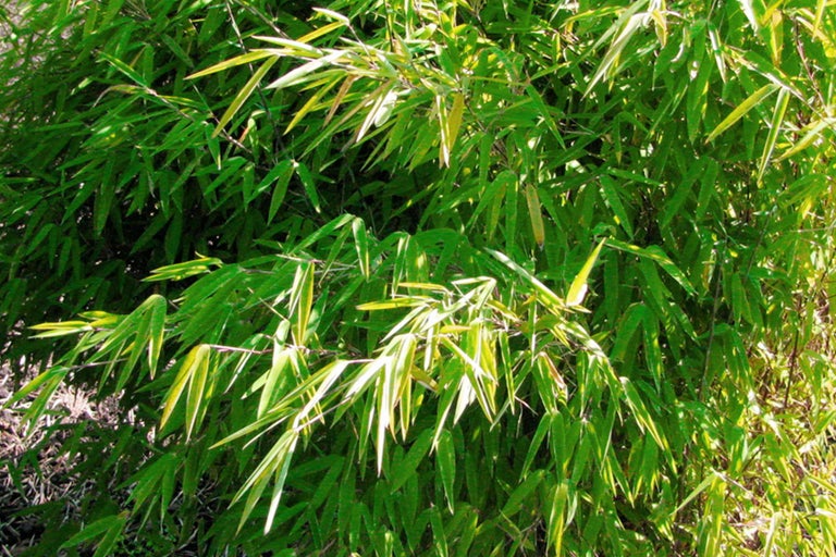 Bambou avec feuilles vertes