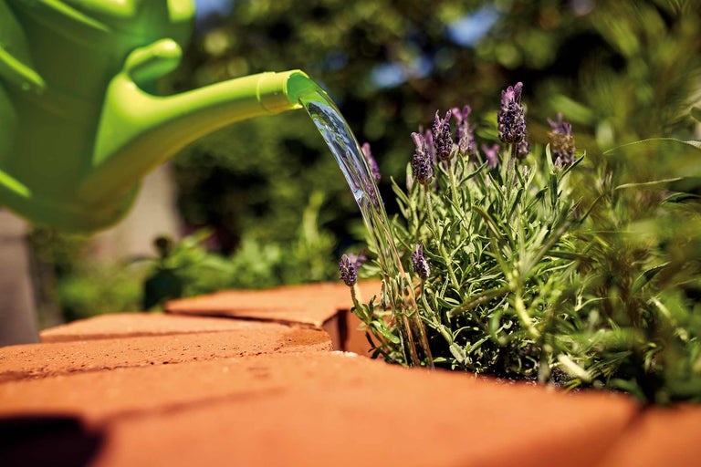 Giesskanne giesst Wasser auf Lavendel in einem Ziegelbeet.
