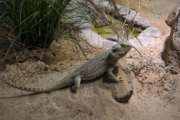 Bartagame auf Stein in Wüstenlandschaft