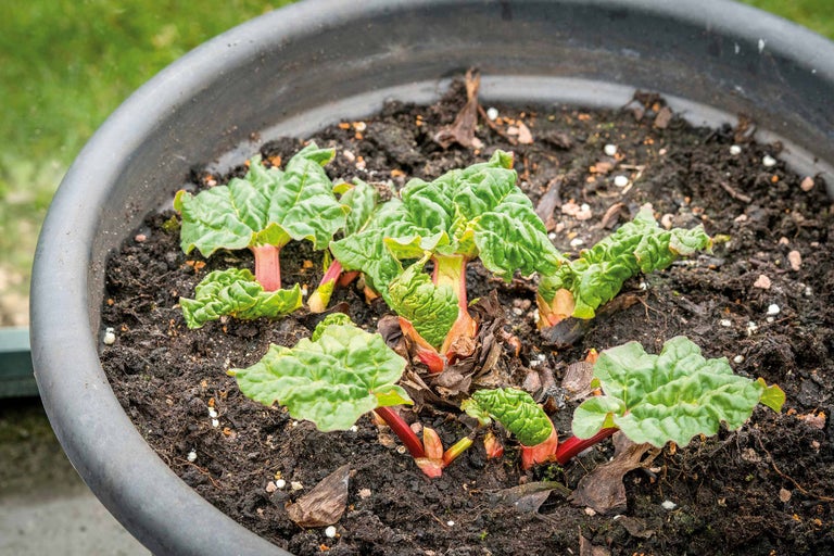 Plant de rhubarbe dans un pot de fleurs avec de la terre