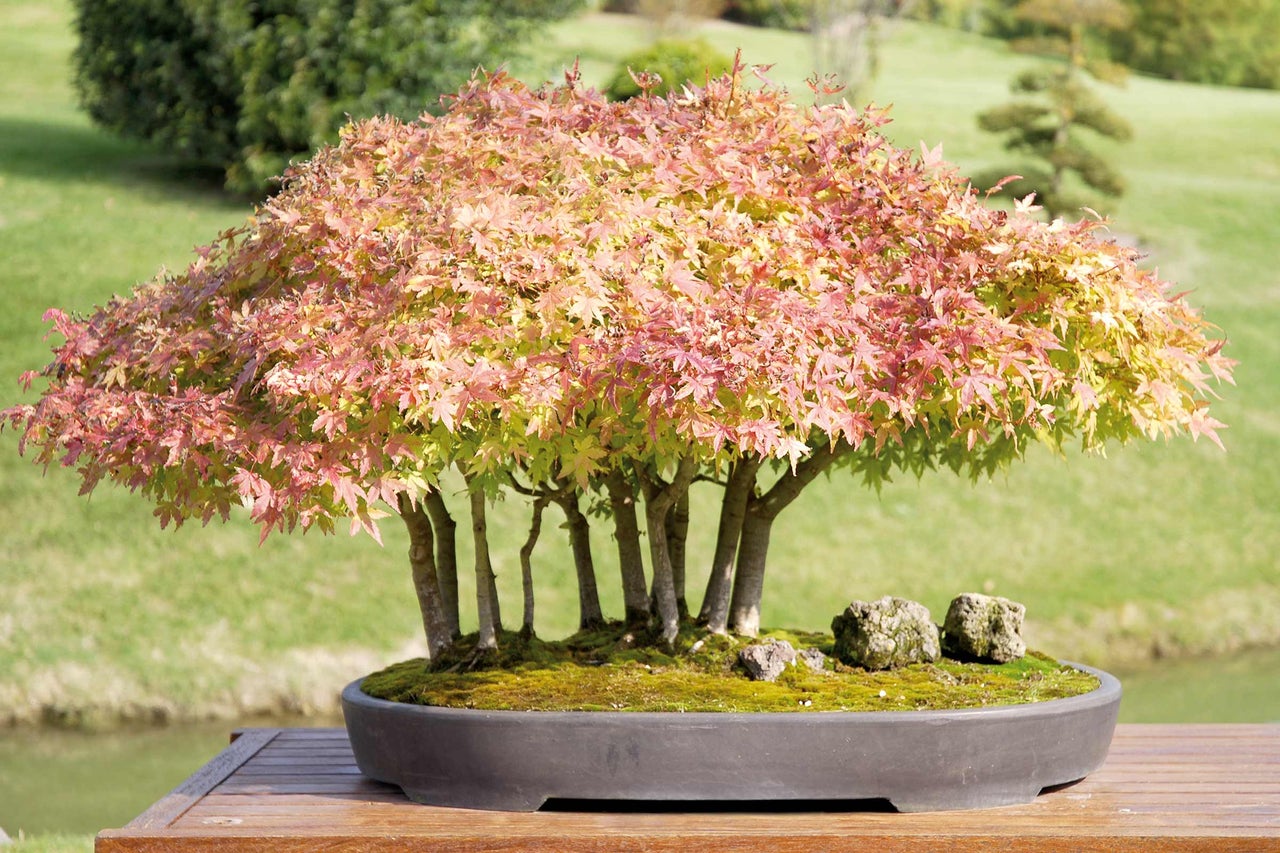 Bonsaï d'érable japonais en pot