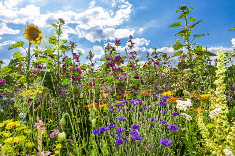 Blumenwiese mit Sonnenblumen, Kornblumen und anderen Wildblumen unter blauem Himmel