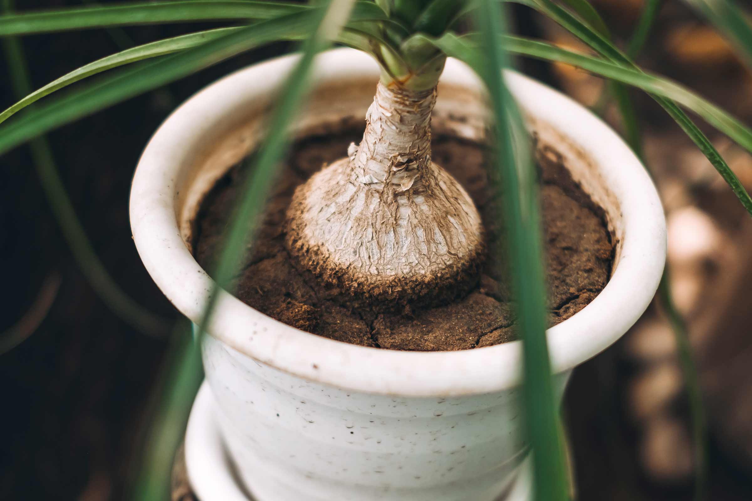 Pied d'éléphant en pot comme plante d'intérieur