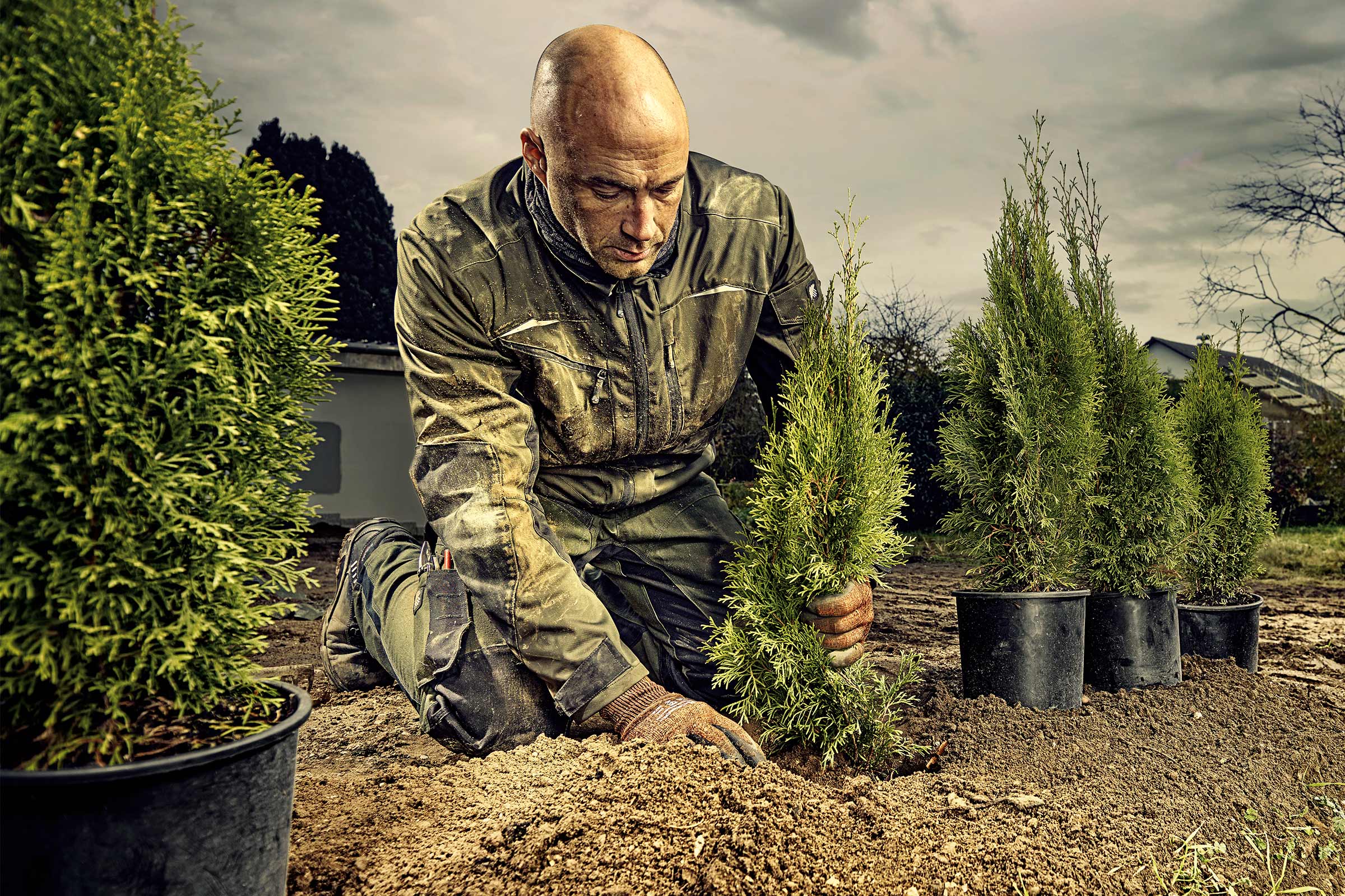 Jardinier plantant un cyprès dans le jardin.