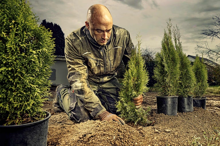 Jardinier plantant un cyprès dans le jardin.
