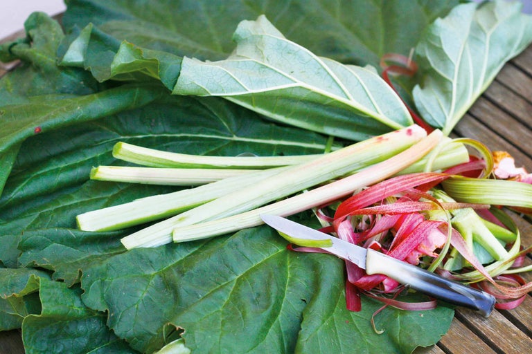 Tiges et feuilles de rhubarbe avec couteau sur fond en bois