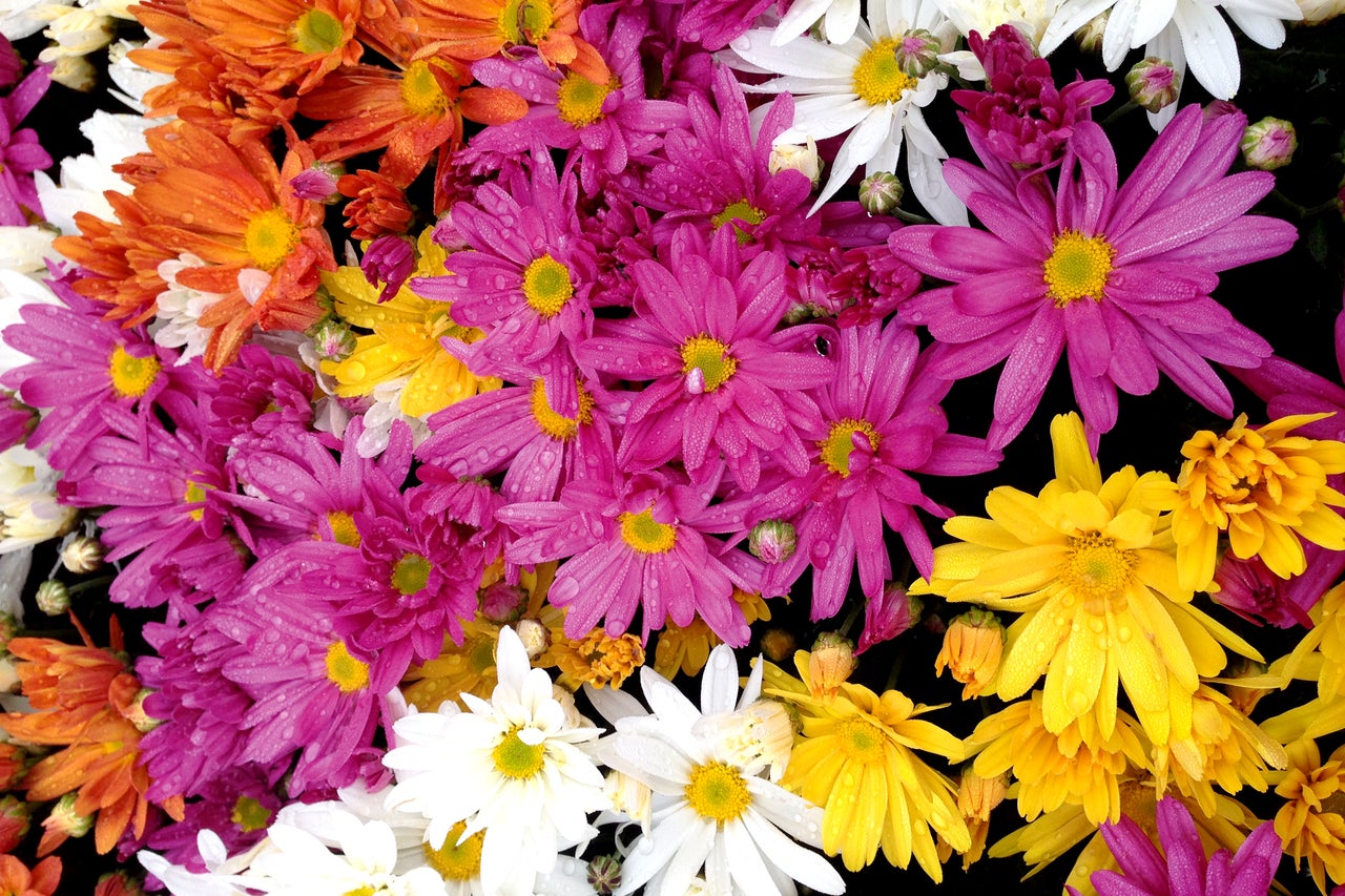 Nahaufnahme von Chrysanthemenblüten in Orange, Gelb, Weiss und Lila