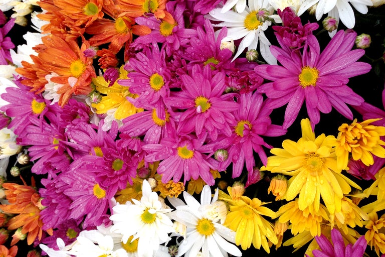 Gros plan de fleurs de chrysanthèmes orange, jaunes, blanches et violettes