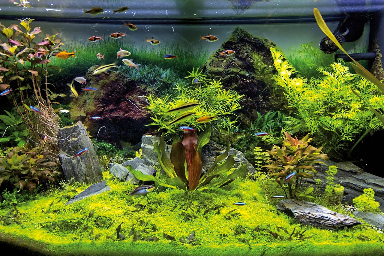 Gros plan d'un aquarium avec des poissons, des plantes et des décorations