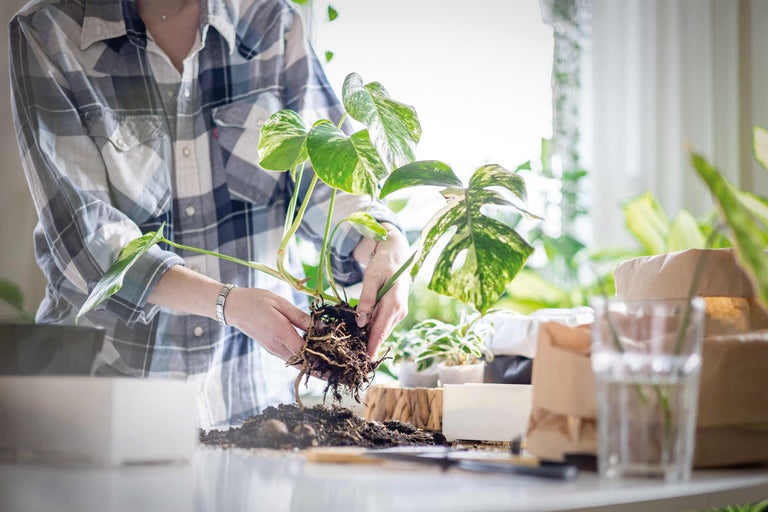 Eine Person topft eine Monstera Zimmerpflanze um.