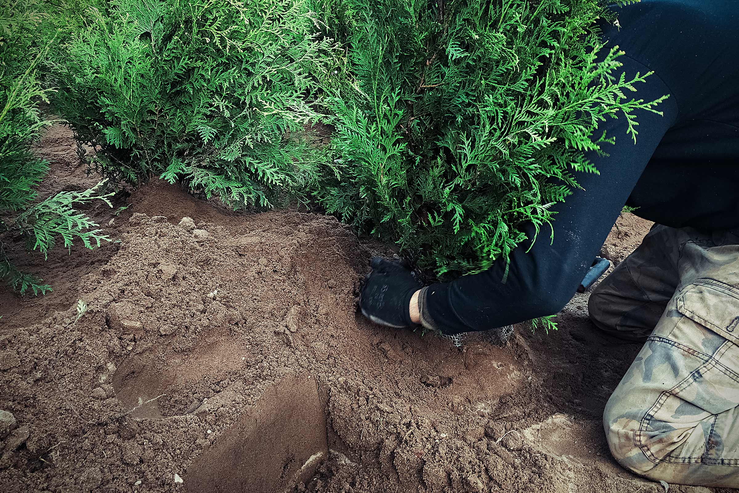 Personne plantant une haie de thuyas dans le jardin.