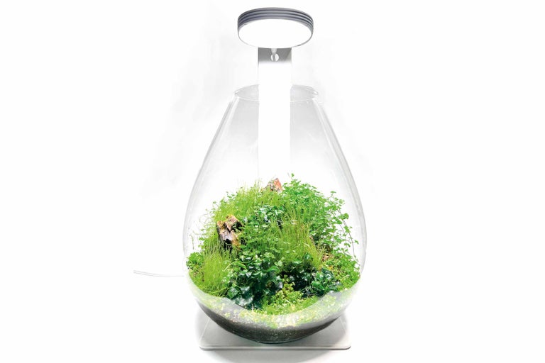 Écosystème de jardin en bouteille en verre fermé avec plantes et éclairage