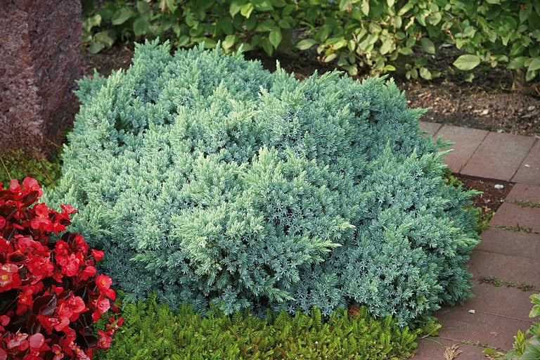 Genévrier dans le jardin