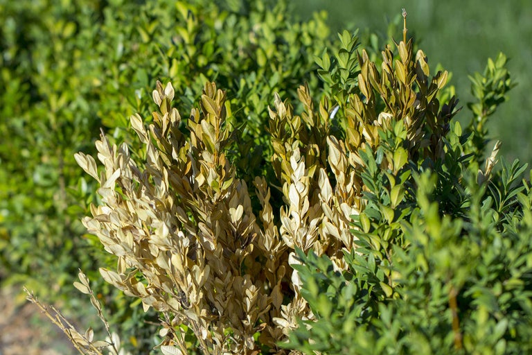 Buis endommagé dans le jardin