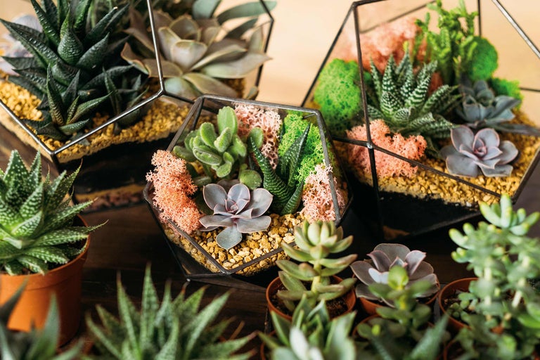 Plantes succulentes décoratives dans des récipients en verre et des pots.