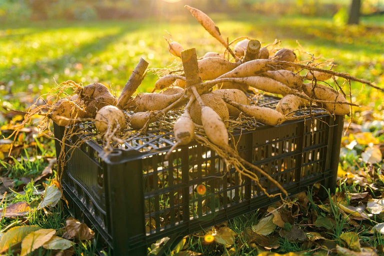Eine Kiste mit frisch geernteten Topinamburknollen im Garten.