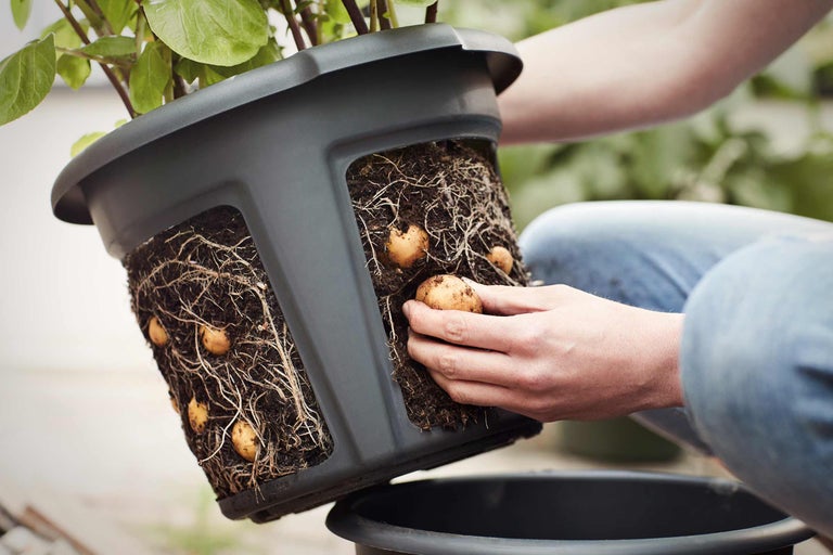 Une personne récolte des pommes de terre dans un pot de fleurs avec de la terre et des racines