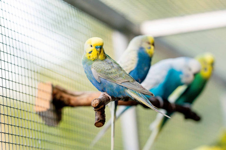Perruches ondulées perchées sur une branche dans une cage à oiseaux